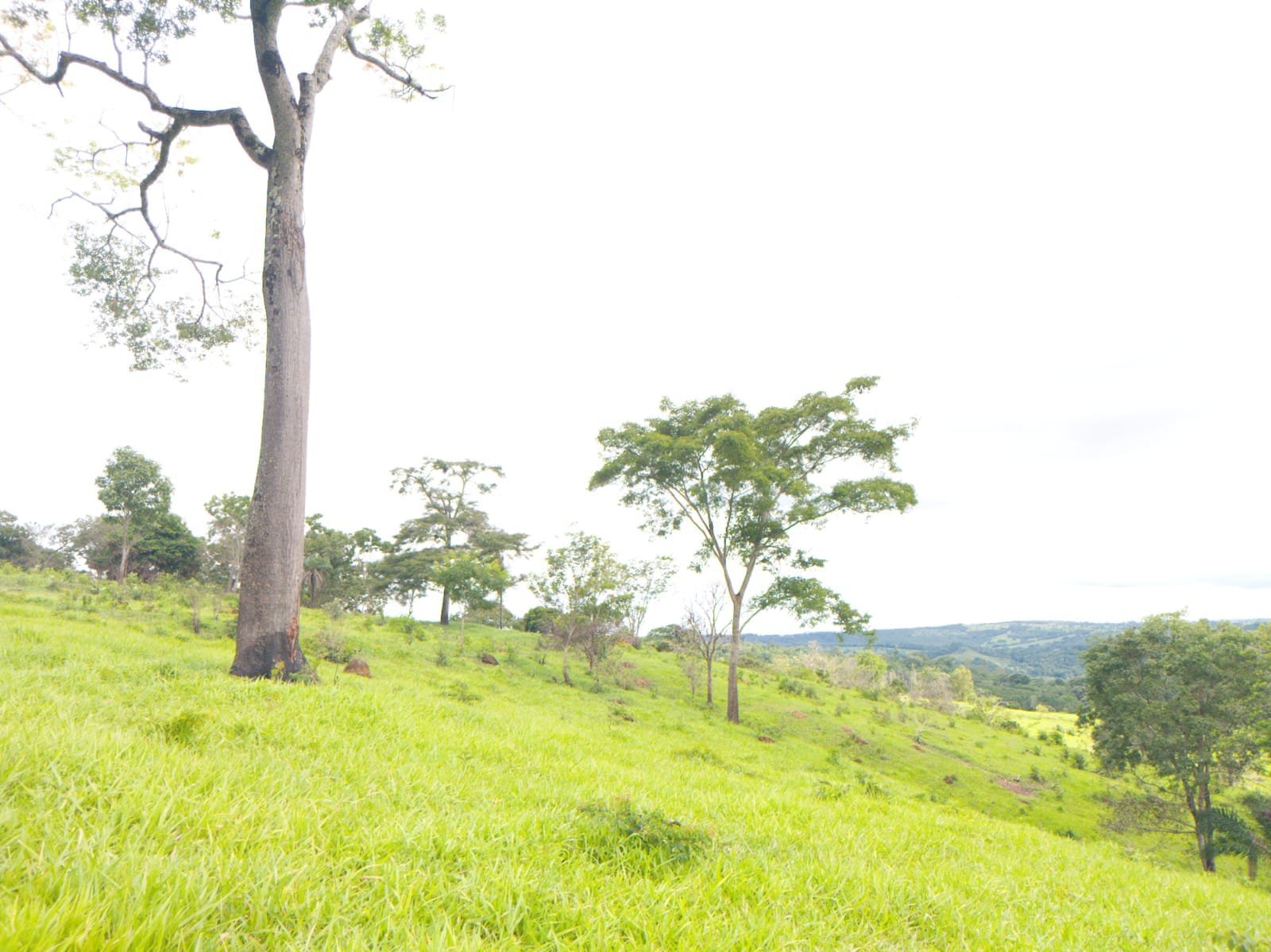 Fazenda de 25 Hectares com Escritura em Bonfinópolis - Ideal para Pecuária