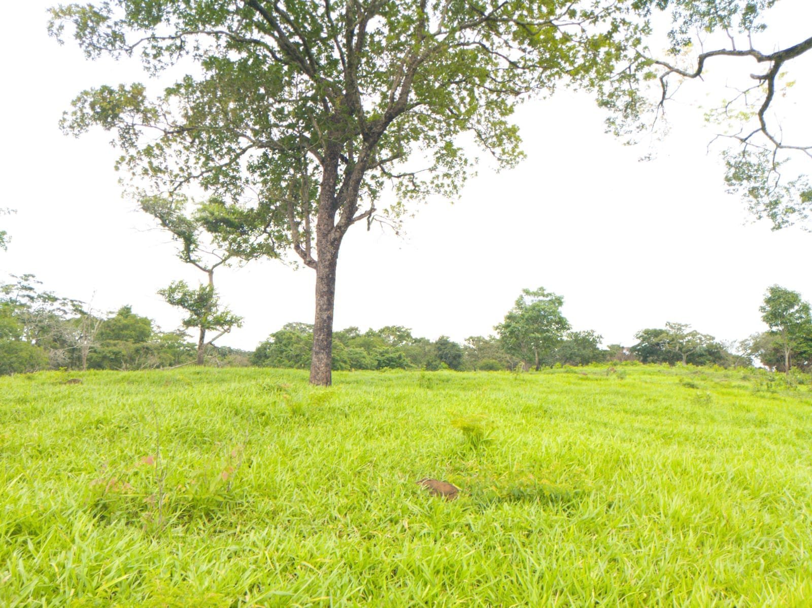 Fazenda de 25 Hectares com Escritura em Bonfinópolis - Ideal para Pecuária