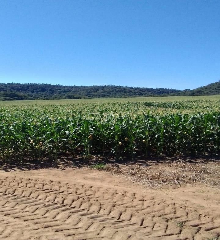 Fazenda à Venda em MineirosGO 126 Alqueires 335 ha em Lavoura Solo de Qualidade