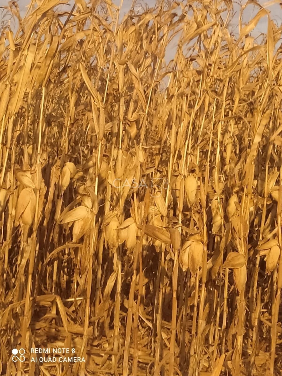 Fazenda à Venda em Inhumas-GO – 919,6 Hectares de Potencial Produtivo