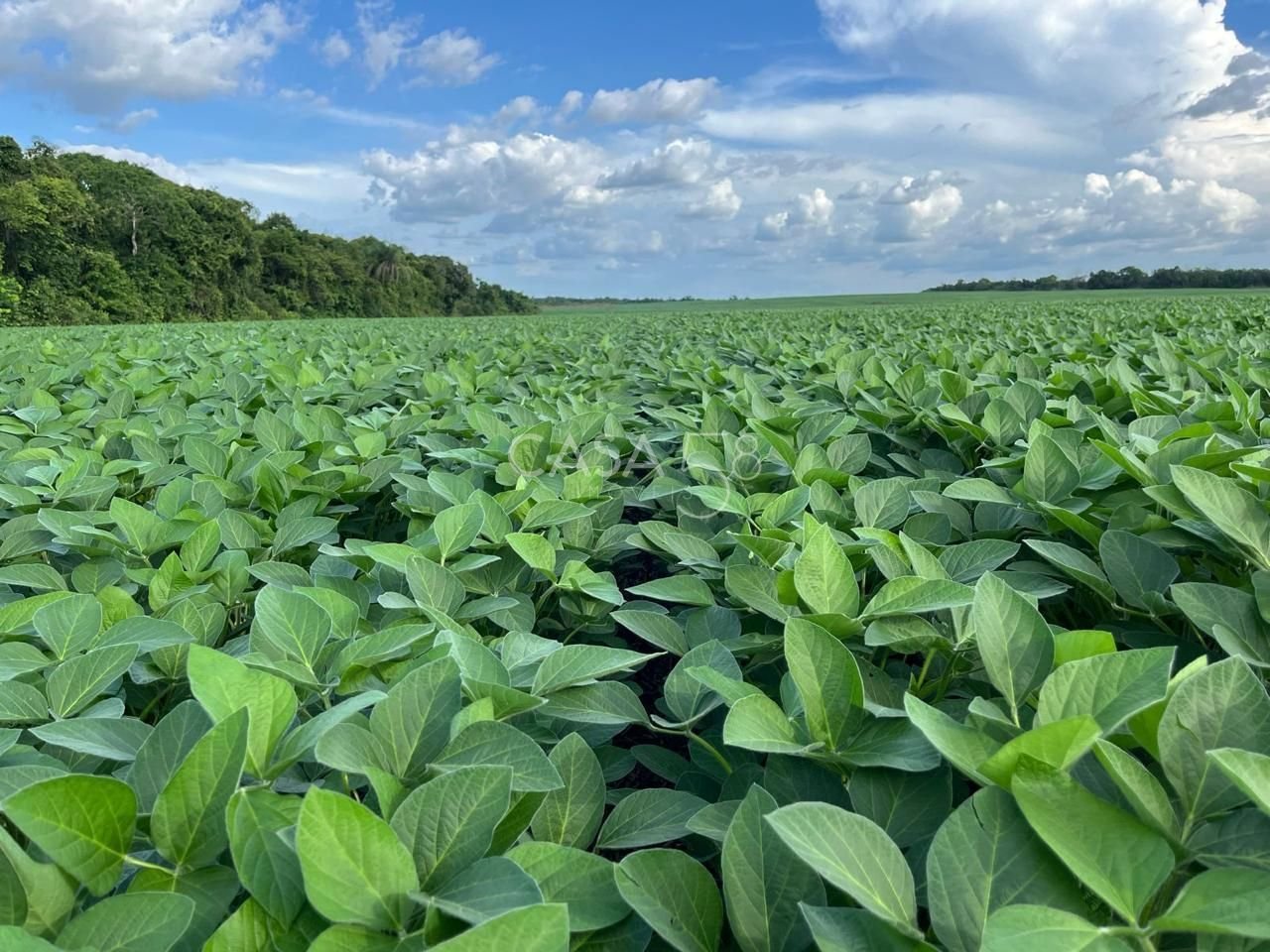 Fazenda à Venda no Vale do Araguaia – Dois Irmãos/TO – 205 Alqueires